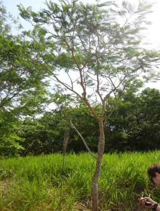 Identificação das espécies Indivíduo(s) Nome Fotografia Árvores 1, 2 e 3 Monjoleiro