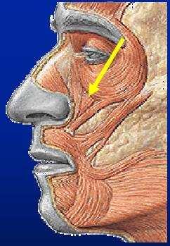 Músculo Origem Levantador do Lábio Margem Superior Inserção infra- Metade Função lateral Elevação do orbitária em uma do lábio superior lábio superior extensão