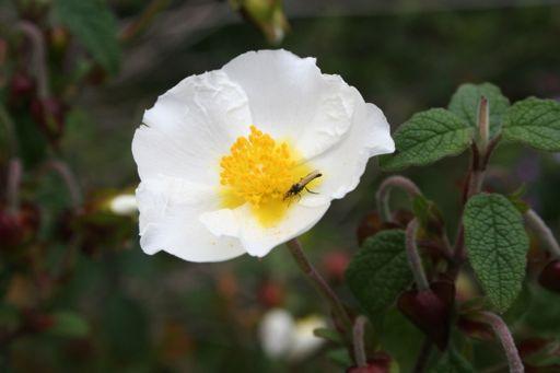 NATUREZA: Base de sustentabilidade Recursos limitados: Solo Água Fauna Flora A viticultura sem