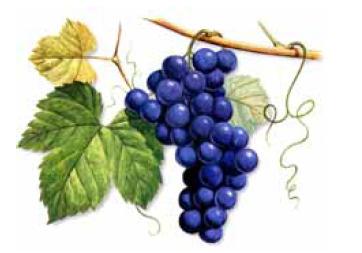 OBJECTIVO Acompanhar e caracterizar o grau de maturação das uvas na Região Demarcada dos Vinhos