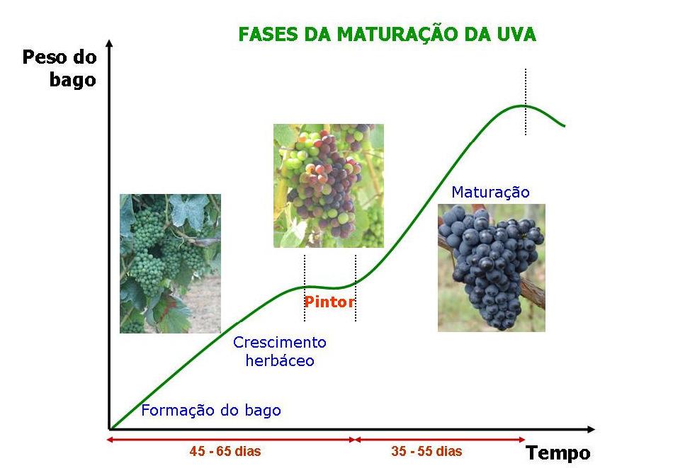 EVOLUÇÃO DO BAGO DE UVA Um estudo rápido r do bago de uva mostra que