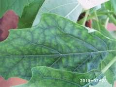 Plantas de Batata com sintomas de enrolamento das folhas x mosca branca: PLRV ou Crinivirus Sintomas de amarelo interneval nas folhas da planta