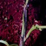 Canela Preta (Erwinia carotovora) Canela Preta (Erwinia carotovora) Podridão-mole e a canela-preta da batata são doenças causadas pelas erwínias apodrecedoras, Bactérias: