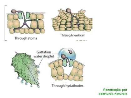 Requeima (Phytophthora infestans) Requeima (Phytophthora infestans) Após três ou quatro dias as lesões são facilmente visualizadas, com a formação