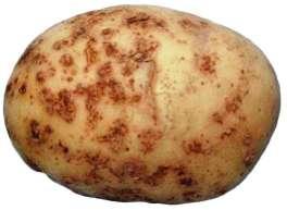 Qual é o tratamento recomendado para eliminar o fungo na batata-semente? O produto mais indicado para tratamento de tubérculos recém colhidos é o thiabendazole.
