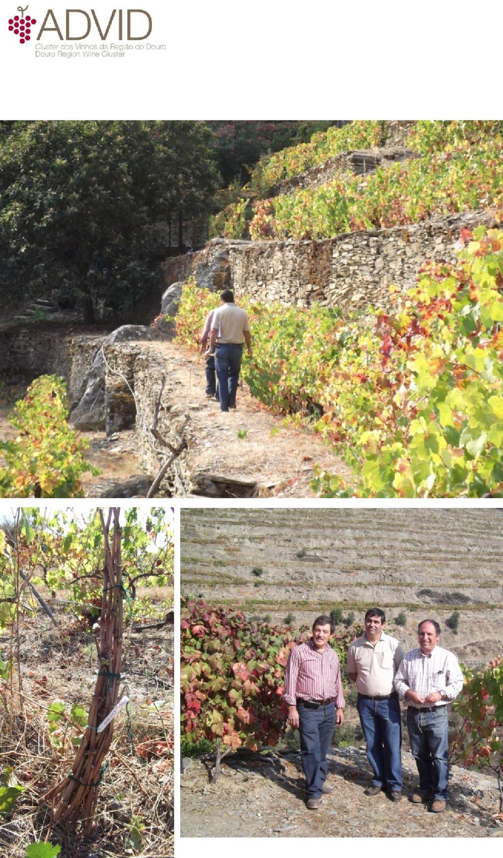 Preservação da Variabilidade Genética da Videira e melhoramento dos recursos genéticos Preservação das castas autóctones e da sua variabilidade inter-varietal ; Como forma a