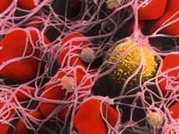 Plaquetas (Trombócitos): fragmentos de células da