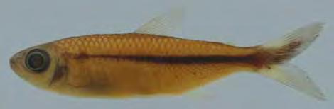 FIGURAS Figura 50. Moenkhausia sp. 3. MZUSP 37458 (53,1 mm).