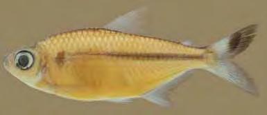 Brasil. Figura 51. Moenkhausia sp. 5. MZUSP 91946 (37,4 mm).