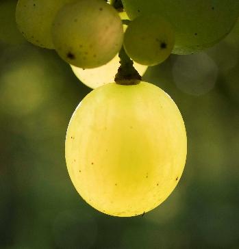 Vinhos moscatéis uma vitivinicultura particular A região da Indicação de Procedência Farroupilha insere-se no contexto da Serra Gaúcha vitivinícola, cujo território apresenta características