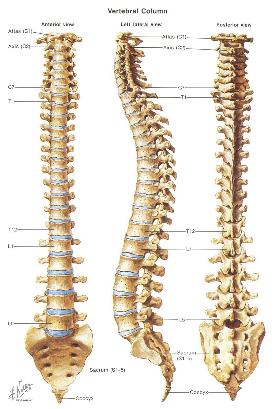 Anatomia