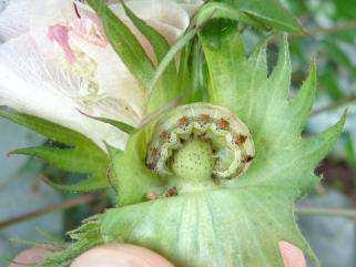 aproxima da fase B1 (primeiro botão floral), iniciando assim as primeiras aplicações contra o bicudo do algodoeiro (Anthonomus grandis).