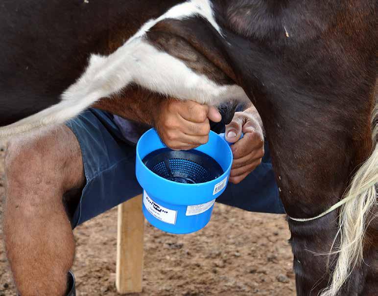 O Passo a Passo da Ordenha Higiênica Manual FAZER O TESTE DA CANECA DE FUNDO PRETO 10º PASSO Dica do Produtor Fazer o teste da mastite com a