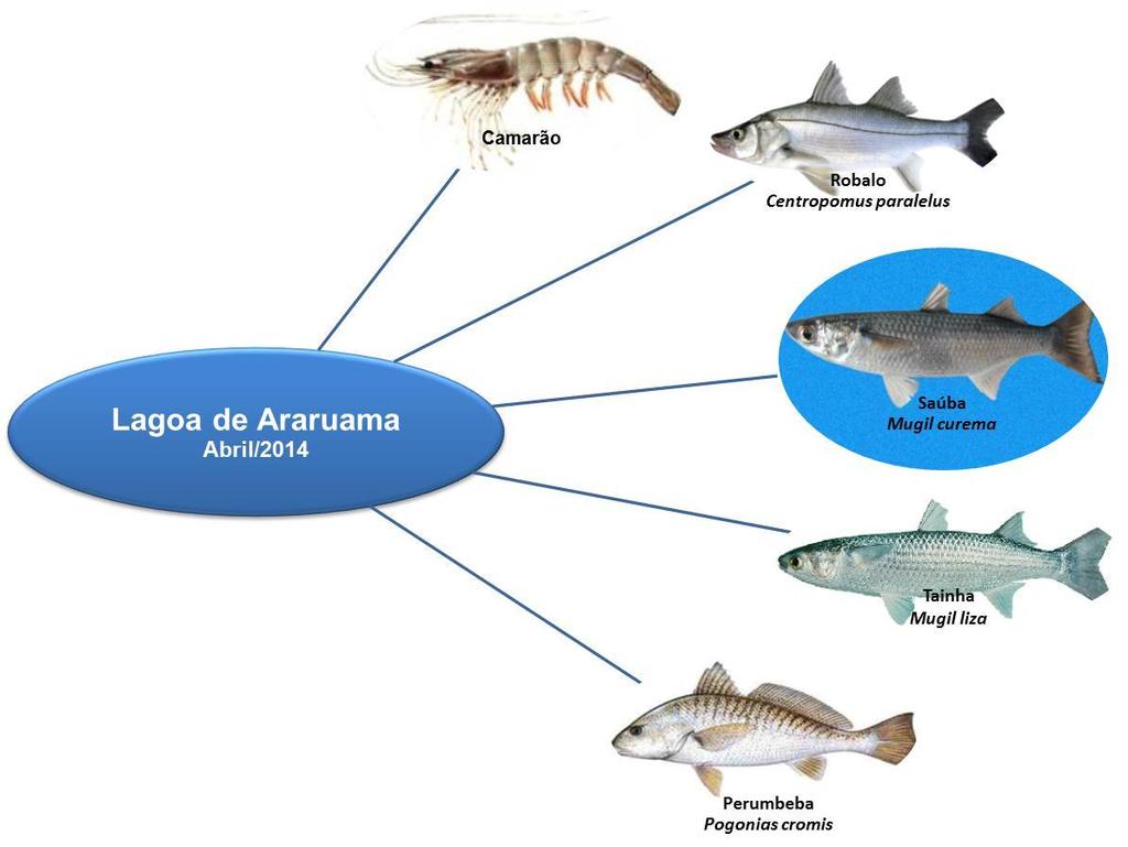 Relatório sobre a situação da pesca na Lagoa de Araruama A situação da pesca na Lagoa de Araruama durante o mês de abril foi caracterizada pela captura das seguintes espécies, de acordo com relatos