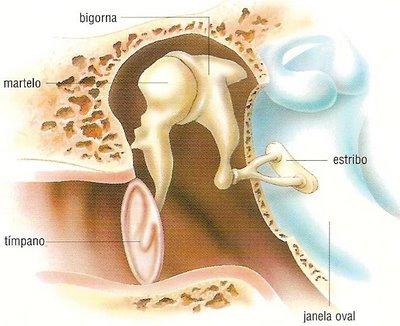 A ORELHA MÉDIA O orelha média é uma pequena cavidade situada no osso temporal, atrás do tímpano.