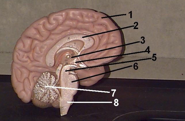 Em um neurônio, os estímulos se propagam sempre no mesmo sentido: são recebidos pelos dendritos, percorrem o axônio e seguem pelo corpo celular, e, da extremidade deste, são passados à célula