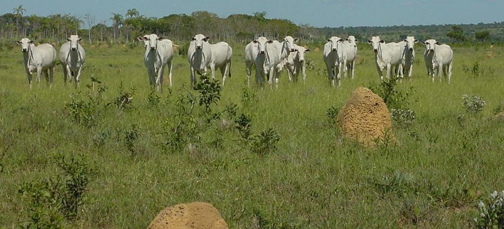 História dessas tecnologias 1988 Recuperação de pastagem por meio de cultivos de milho, sorgo e arroz. ILP na Embrapa Arroz e Feijão Sistema Barreirão, 1991. ILP na Embrapa Cerrados Início do Expto.