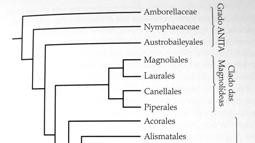 Resumo das relações entre as Angiospermas Judd et al.