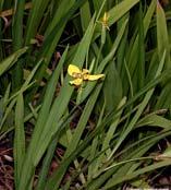 Iridaceae Orchidaceae Alliaceae (15