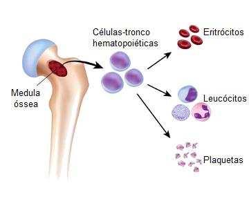 2. Hematopoese Durante a vida fetal a hematopoese ocorre inicialmente em ilhotas sanguíneas do saco vitelino (até o segundo mês de gestação) e depois passa a ocorrer no fígado e baço (do segundo ao