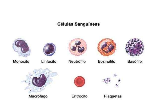 Valores normais das células do sangue.