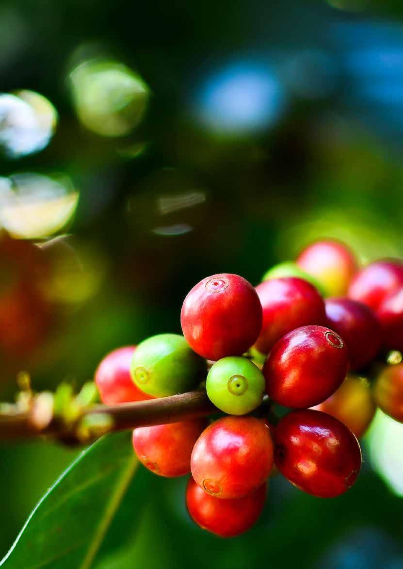 café gramíneas folhas largas O herbicida apresenta excelente performance no controle de plantas daninhas em pré e pós-emergência nas épocas úmidas, além de grande flexibilidade nas associações com