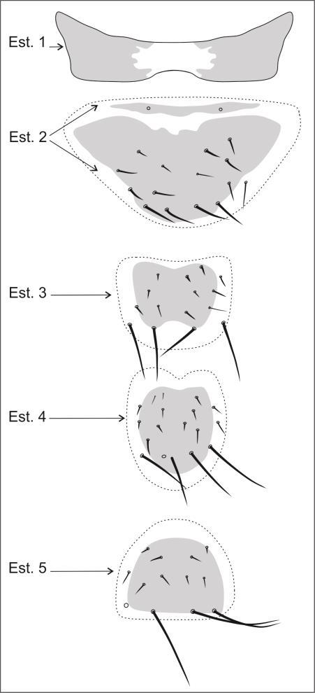 18 Figura 5. Esternitos masculinos, em vista ventral.
