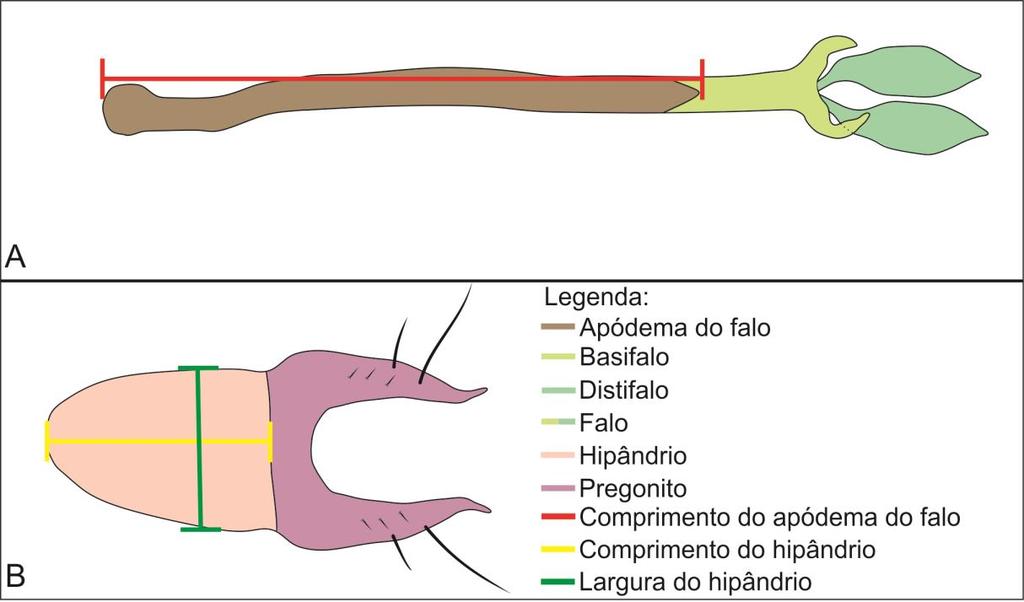 19 Figura 7A-B. Morfometria da genitália masculina. A, Apódema do falo; B, Hipândrio e pregonito, em vista ventral. 3.4.