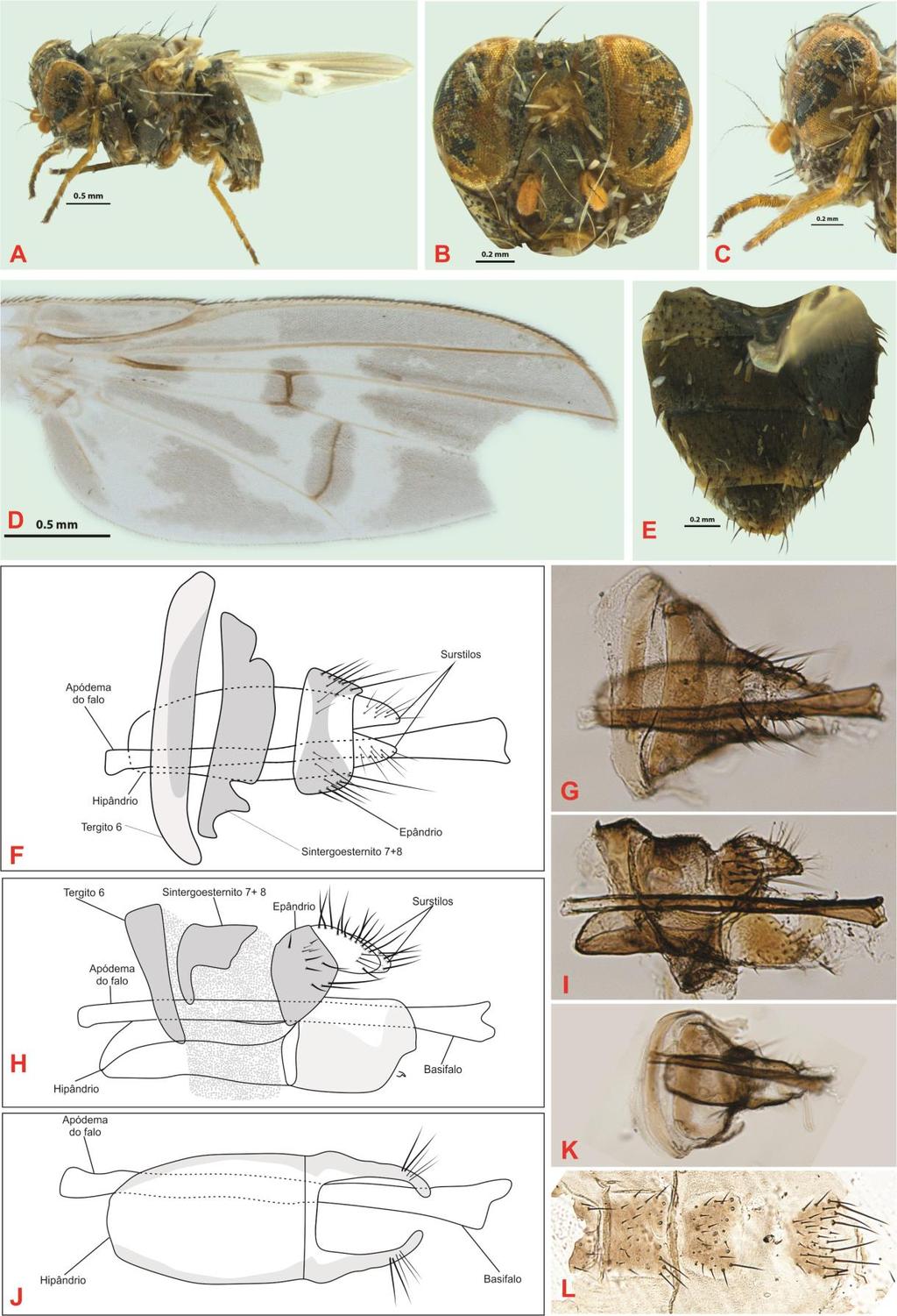 Figura 10A-L. Helgreelia clepsydra sp. nov.