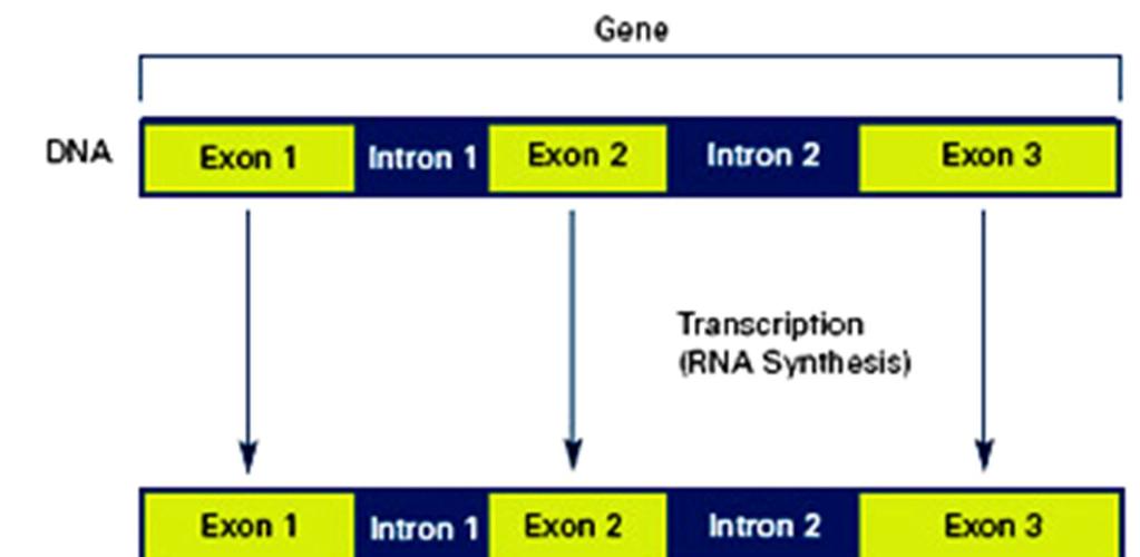 GENE =