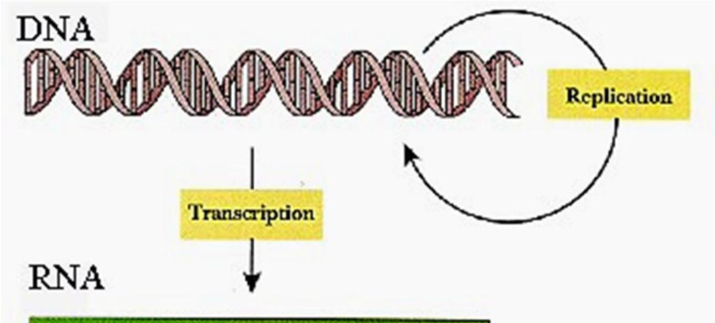 DNA RNA = Transcrição RNA-Polimerase. 1.