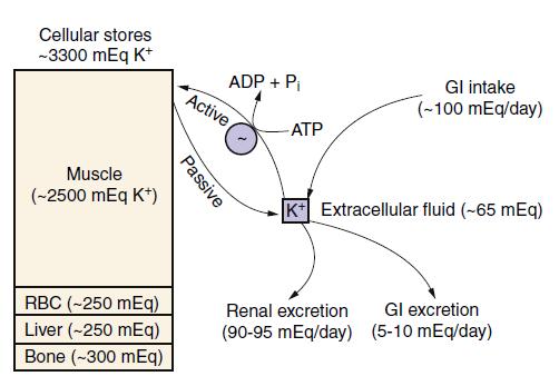 DISTRIBUIÇÃO SHIFTS Weiner D, et al.