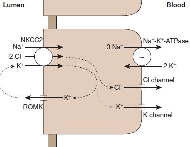 Metabolism, chapter 9.