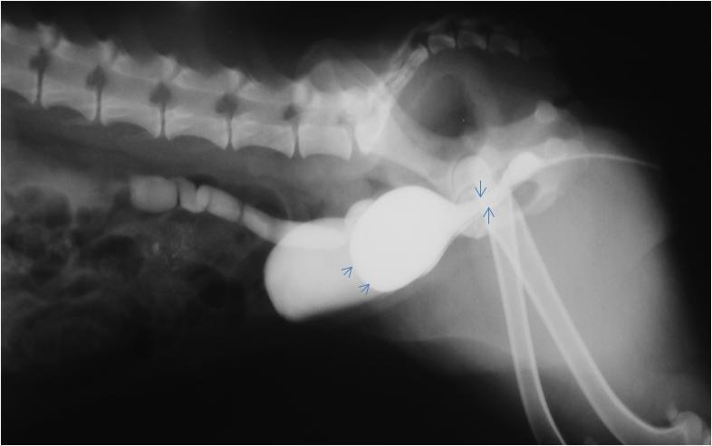 Por meio de laparotomia mediana, realizou-se cistotomia ventral e localizou-se o orifício ureteral direito tópico, bem como a dilatação cística do ureter esquerdo com ausência do respectivo orifício