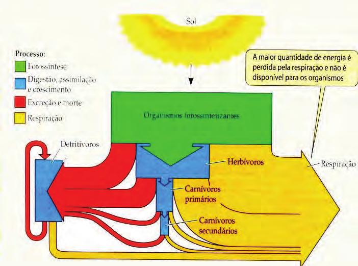 A energia é liberada para o meio sob a forma de calor, não sendo reaproveitada na síntese de compostos orgânicos pelo processo fotossintético.