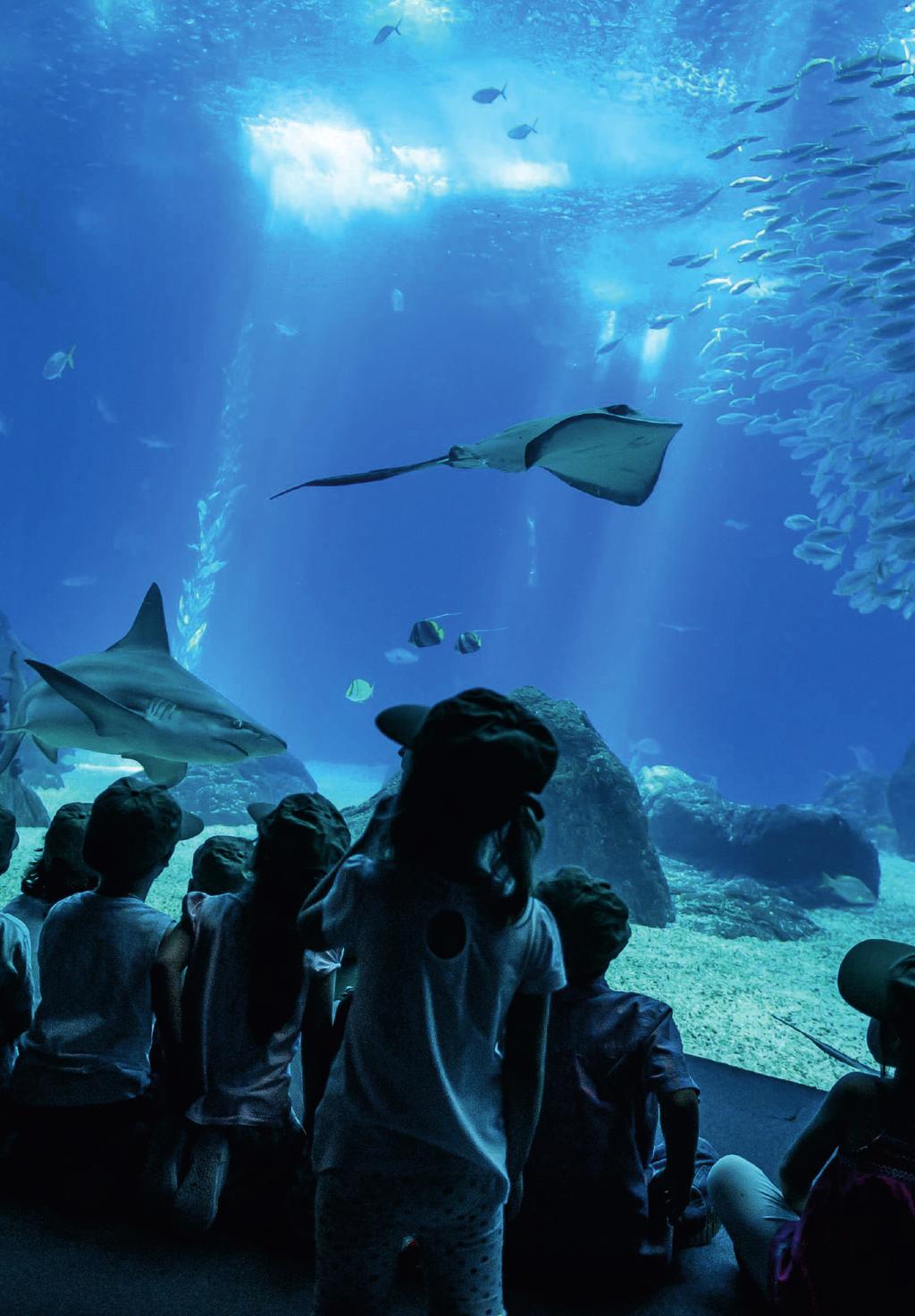 Se o zoo não for su ciente, há ainda o Oceanário de Lisboa. Considerado um dos melhores aquários do mundo, procura promover a proximidade com os oceanos e as suas 8000 criaturas marinhas.