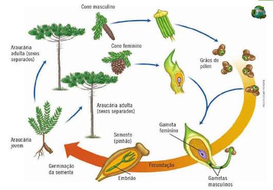 sementes podem germinar.