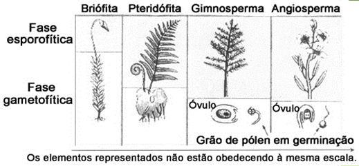 O tubo polínico é o gametófito masculino, local por onde se