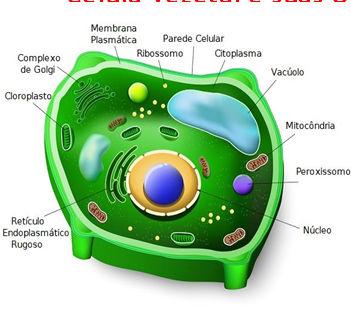 Célula Vegetal e suas Organelas -Parede celular (celulósica): que reveste a membrana plasmática, Sua função é dar proteção e sustentação à célula.