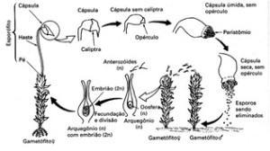 e Esporófito (n) Gametófito (2n); esporófito (n) 19. (PUC-MG) São características das briófitas: a) Fase gametofítica dominante, esporófito dependente do gametófito, fecundação dependente da água.