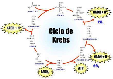libera energia para a execução de funções vitais. A respiração celular pode ser dividida em três etapas: Glicólise, Ciclo de Krebs e Cadeia Respiratória.