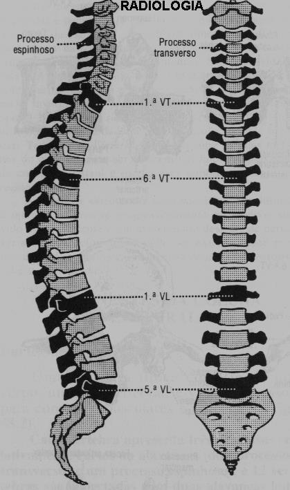 CERVICAL 7