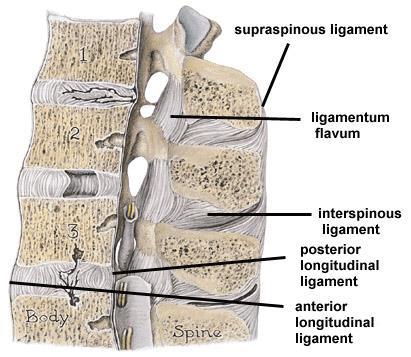 Clinical Anatomy Ligamento