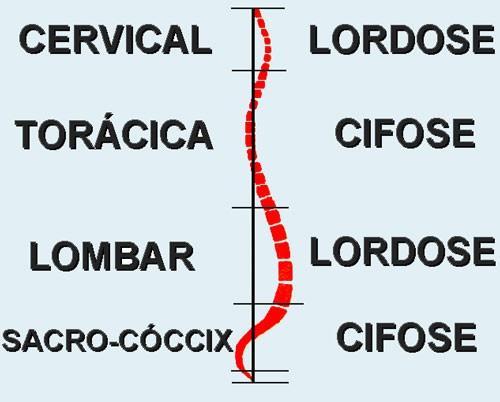 lombar. Cifose: torácica.