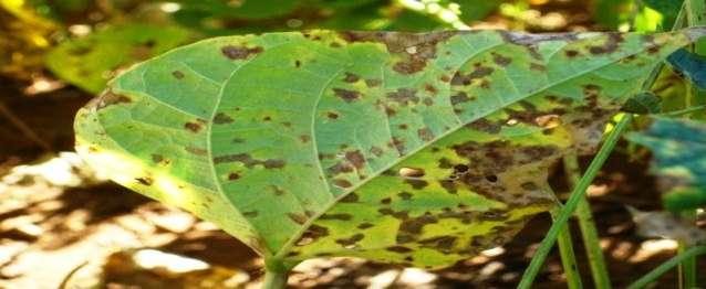 SINTOMAS E DANOS Nas folhas os sintomas mais comuns são manchas necróticas angulares de pequeno
