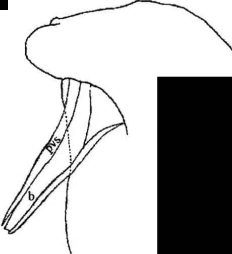 Ápice do petasma (pt- petasma; te- telson; dente posterior; eo- espinho orbital; ea- espinho anterolateral; pant- pedúnculo antenal; e- escafocerito; pa- pedúnculo