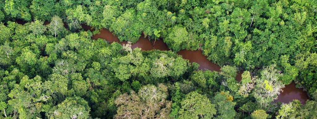 Evolução do manejo florestal de pequena escala e várzea no Amazonas Avaliação quantitativa: licenciamento florestal De acordo com os dados obtidos sobre o licenciamento de planos de manejo florestais