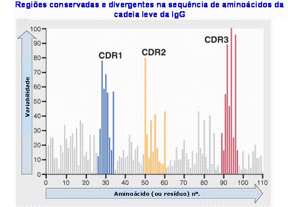 Áreas de hipervariabilidade 1. Haptenos se combinam com sítios combinatórios com a forma de fendas ou depressões. 2.