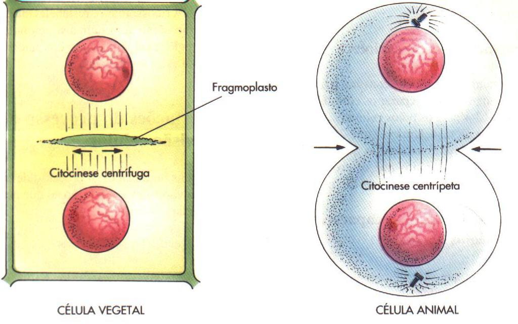 CITOCINESE