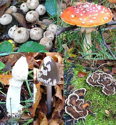 FUNGOS MICOLOGIA BÁSICA Durante muito tempo, os fungos foram considerados como vegetais e, somente a partir de 1969, passaram a ser classificados em um reino à parte REINO FUNGI.